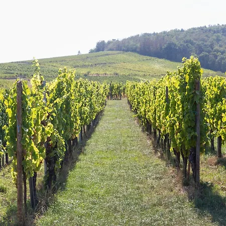 Apartmán In Alsace Near Haut-koenigsbourg, Cleaning Included Dambach
